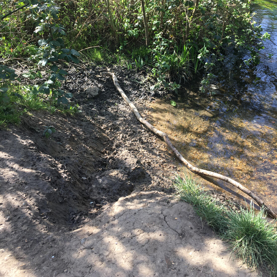 riverbank degraded by dog (and human) access