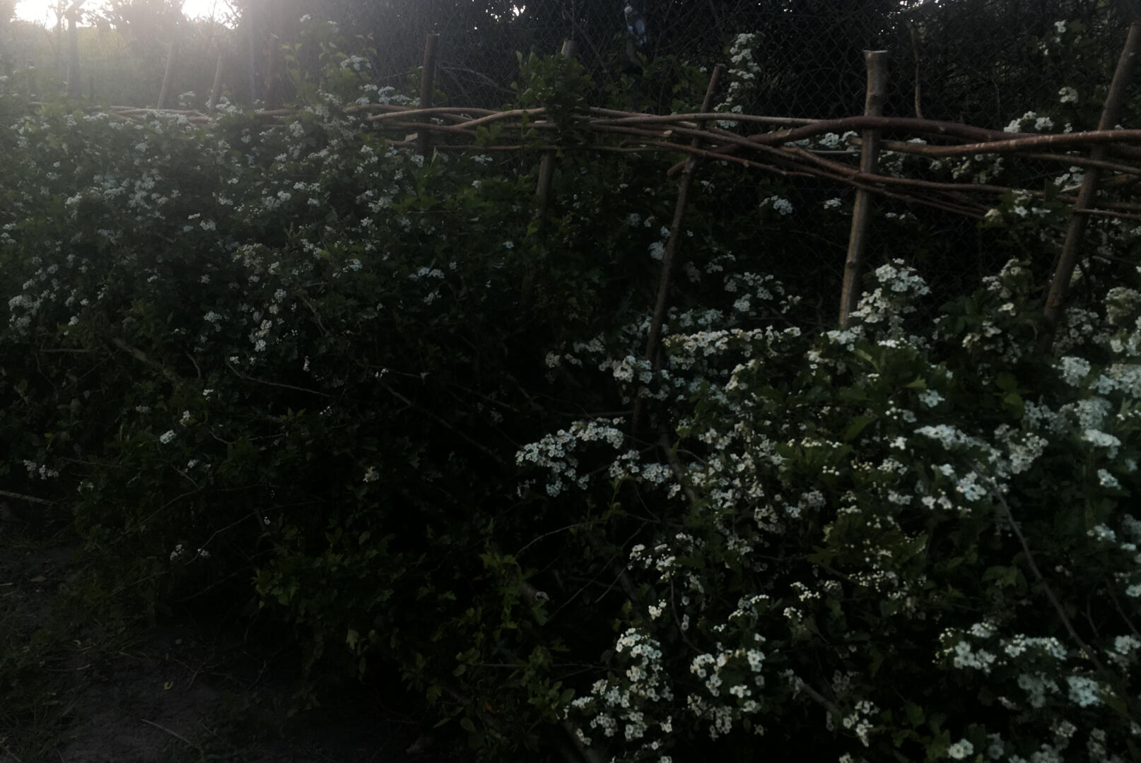 Hedge laid by volunteers along the railway line fence in Kneller Gardens