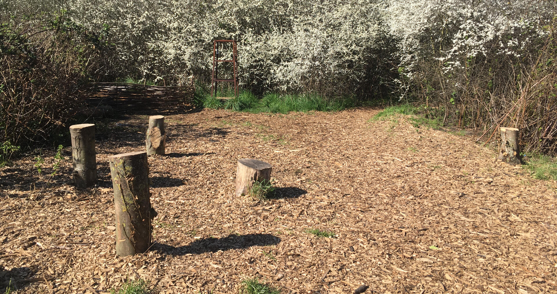 woodchipped clearing with small chopped logs arranged as seats