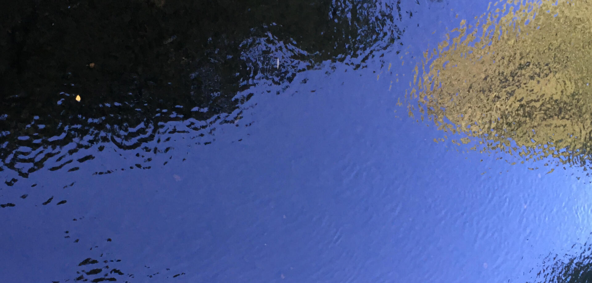 reflections of trees in water