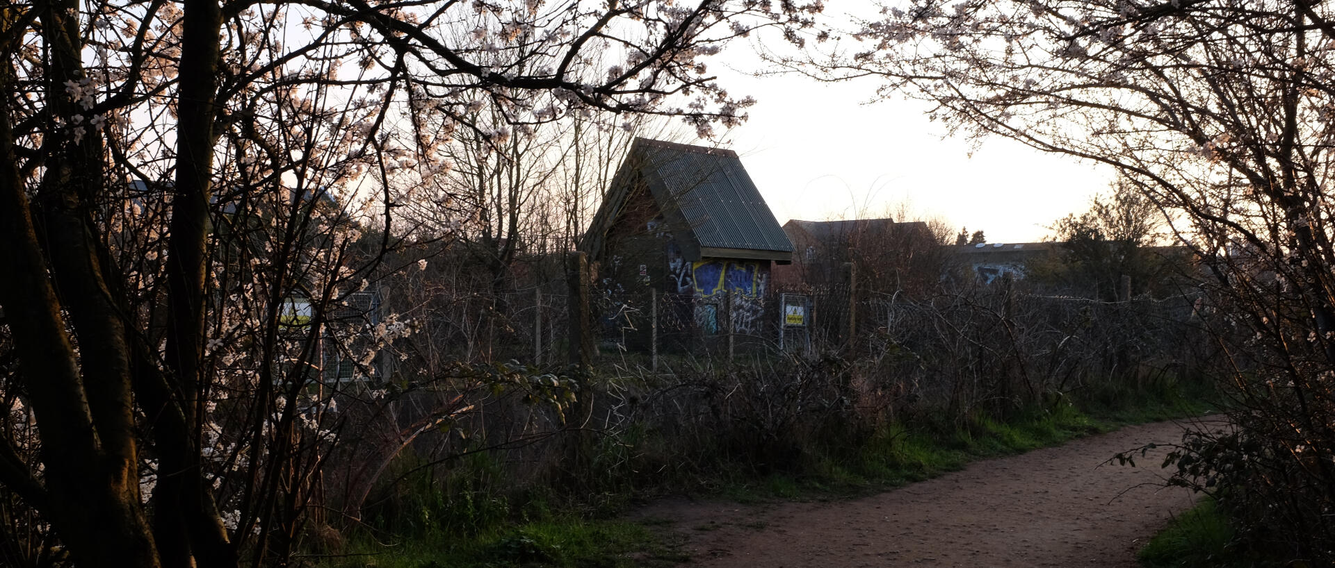 image shows a hut covered in graffiti at dusk, with blossom trees in foreground