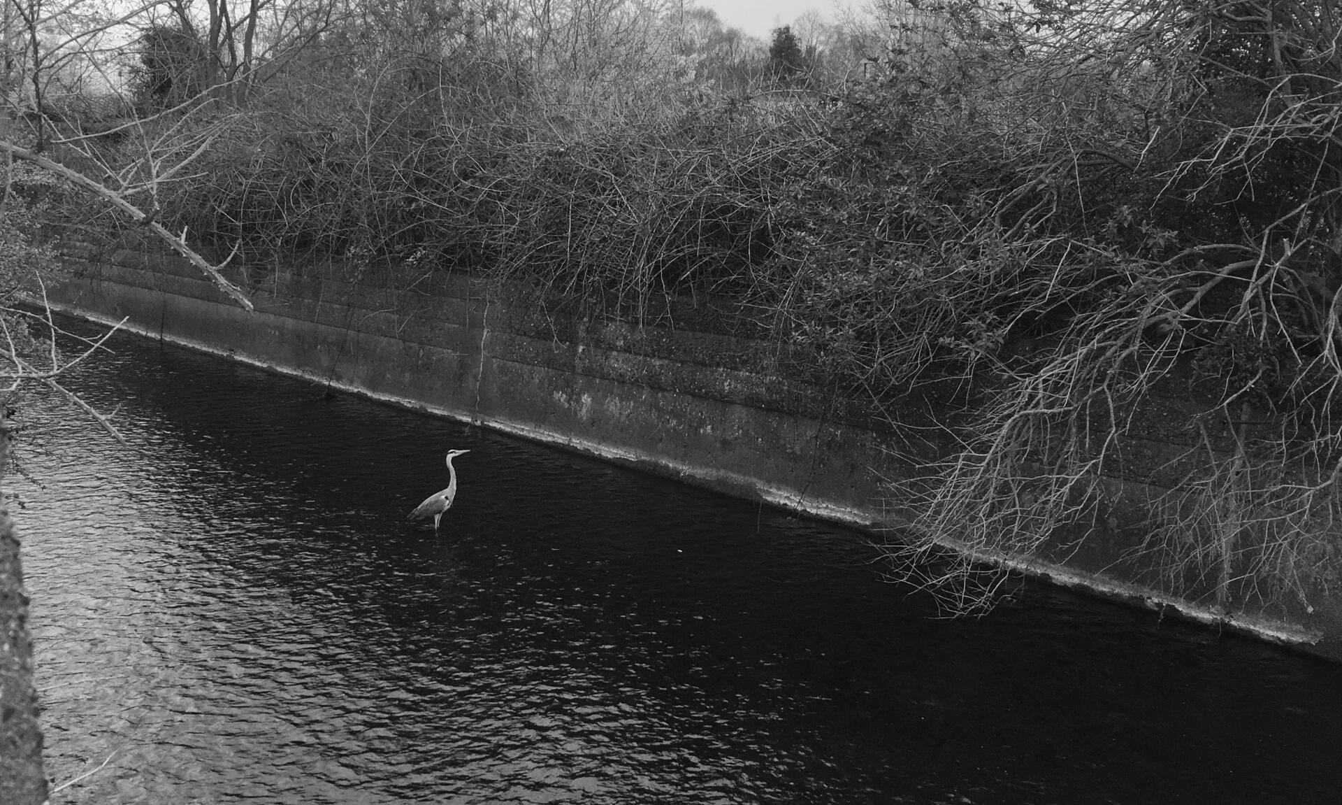 image shows a heron standing in the river
