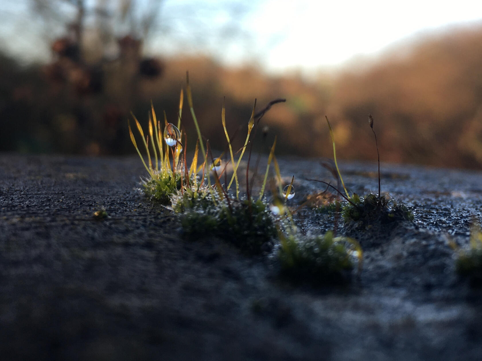 droplets of dew on moss