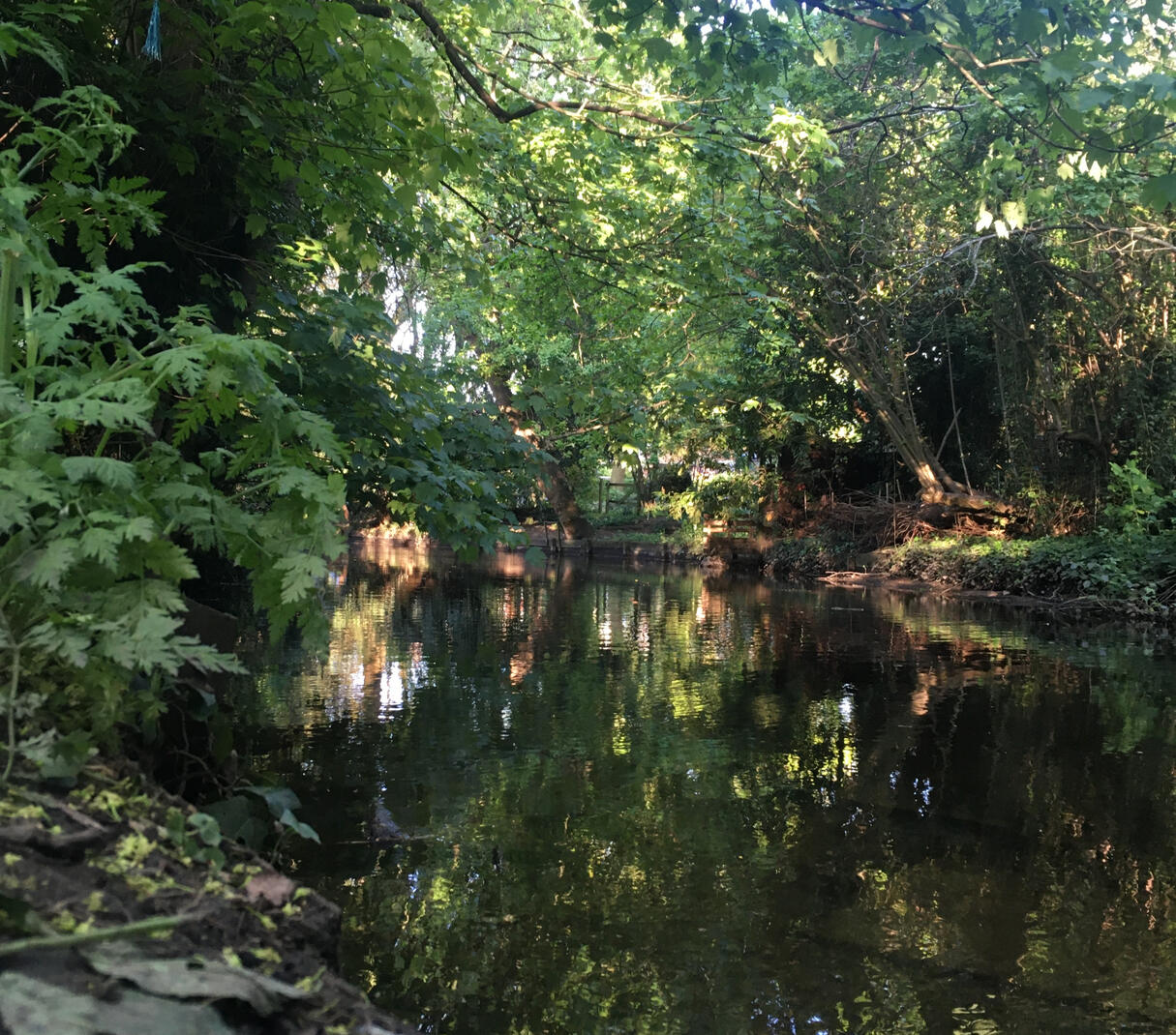 trees in leaf overhanging the river, with reflections in the water